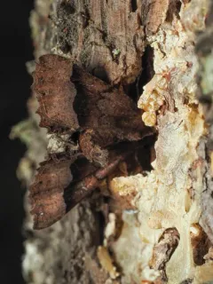 Western Pero Moth thumbnail 2