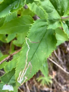 Phytomyza penstemonis thumbnail 2