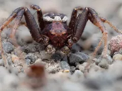 Xysticus benefactor thumbnail 2