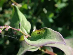 Miller Dwarf Weaver thumbnail 4