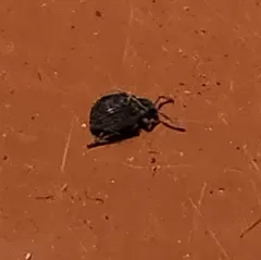Brachysomus echinatus thumbnail 2