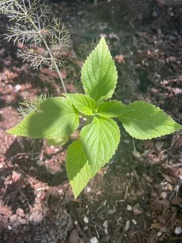 chia