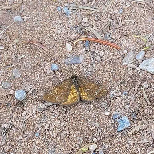 Cranberry Spanworm Moth