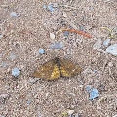 Cranberry Spanworm Moth thumbnail 1