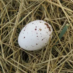 Western Meadowlark thumbnail 2