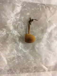Callistosporium graminicolor thumbnail 2