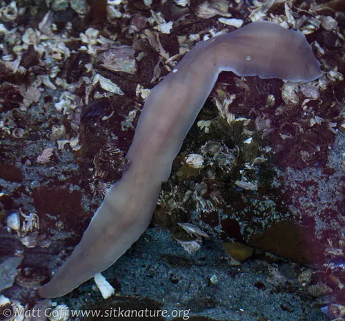Cerebratulus marginatus