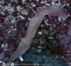 Cerebratulus marginatus thumbnail 1
