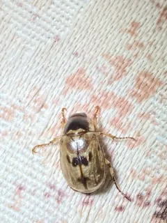 Anomala undulata thumbnail 2