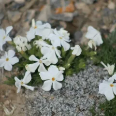 Kelsey's Phlox thumbnail 2