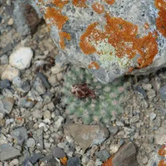 Mountain Ball Cactus thumbnail 4