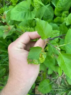 Taphrina carnea thumbnail 1