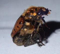 Maculated Scarab thumbnail 1