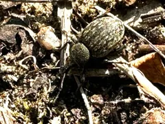 Alfalfa Snout Beetle thumbnail 3