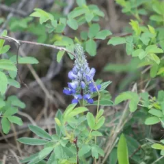 Wyeth's Lupine thumbnail 4