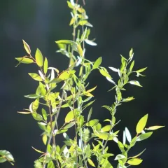 yellow willow thumbnail 4