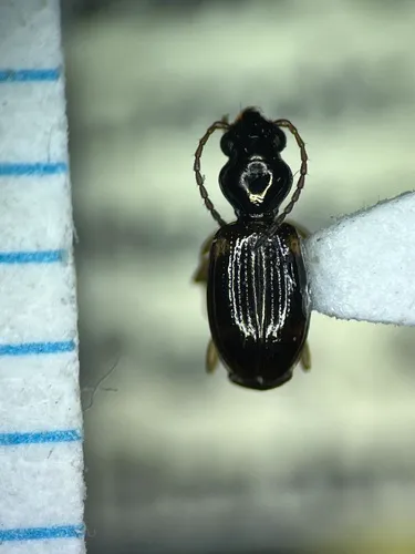 Bembidion pedicellatum