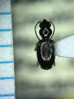 Bembidion pedicellatum thumbnail 1