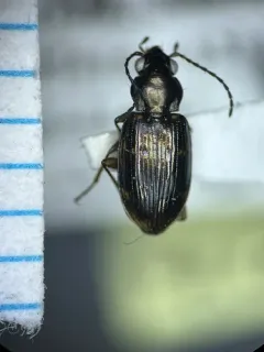 Clay-beach Bembidion Beetle thumbnail 3