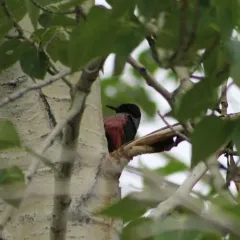 Lewis's Woodpecker thumbnail 3