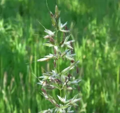 tall oat grass thumbnail 3