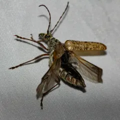 Mottled Longhorned Beetle thumbnail 4