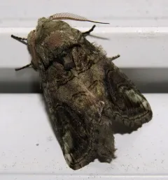 Oblique Heterocampa Moth thumbnail 1