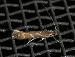 Tanygona lignicolorella thumbnail 2