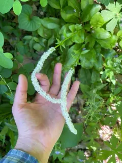 devil's bit thumbnail 1