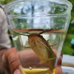 Yellow Bullhead thumbnail 4