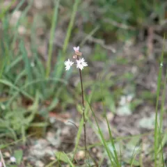 slender woodland star thumbnail 3