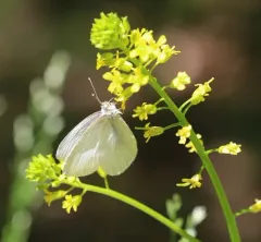 West Virginia White thumbnail 3