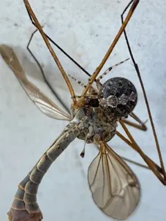 Common House Combfoot thumbnail 3