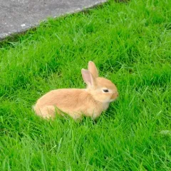 European Rabbit thumbnail 2