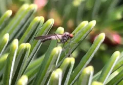 Empis melanderi thumbnail 3