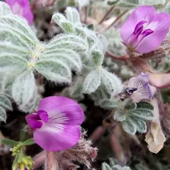 Goose Creek milkvetch thumbnail 4