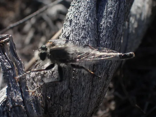 Sagebrush Hammertail