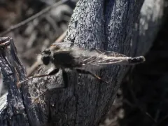 Sagebrush Hammertail thumbnail 1