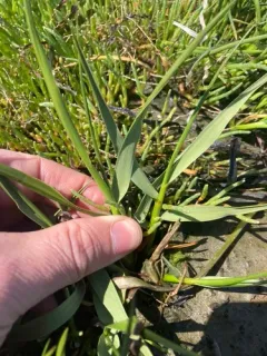 common cordgrass thumbnail 2