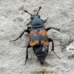 Margined Burying Beetle thumbnail 2