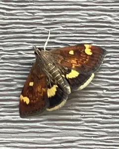 Generous Pyrausta Moth thumbnail 2