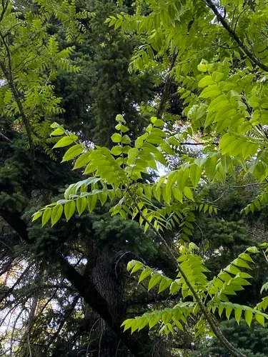 northern California black walnut