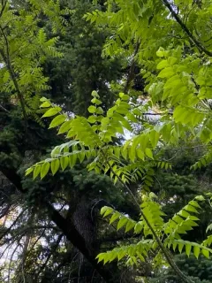 northern California black walnut thumbnail 1