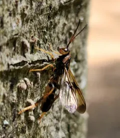 Ibalia anceps thumbnail 3