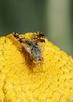 Tephritis araneosa thumbnail 2