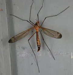 Tipula apicalis thumbnail 3
