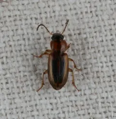 LeConte's Seedcorn Beetle thumbnail 3