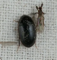 Cymbiodyta bifida thumbnail 3