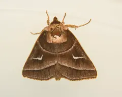 Marsh Fern Moth thumbnail 1