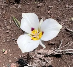 Bruneau Mariposa Lily thumbnail 4